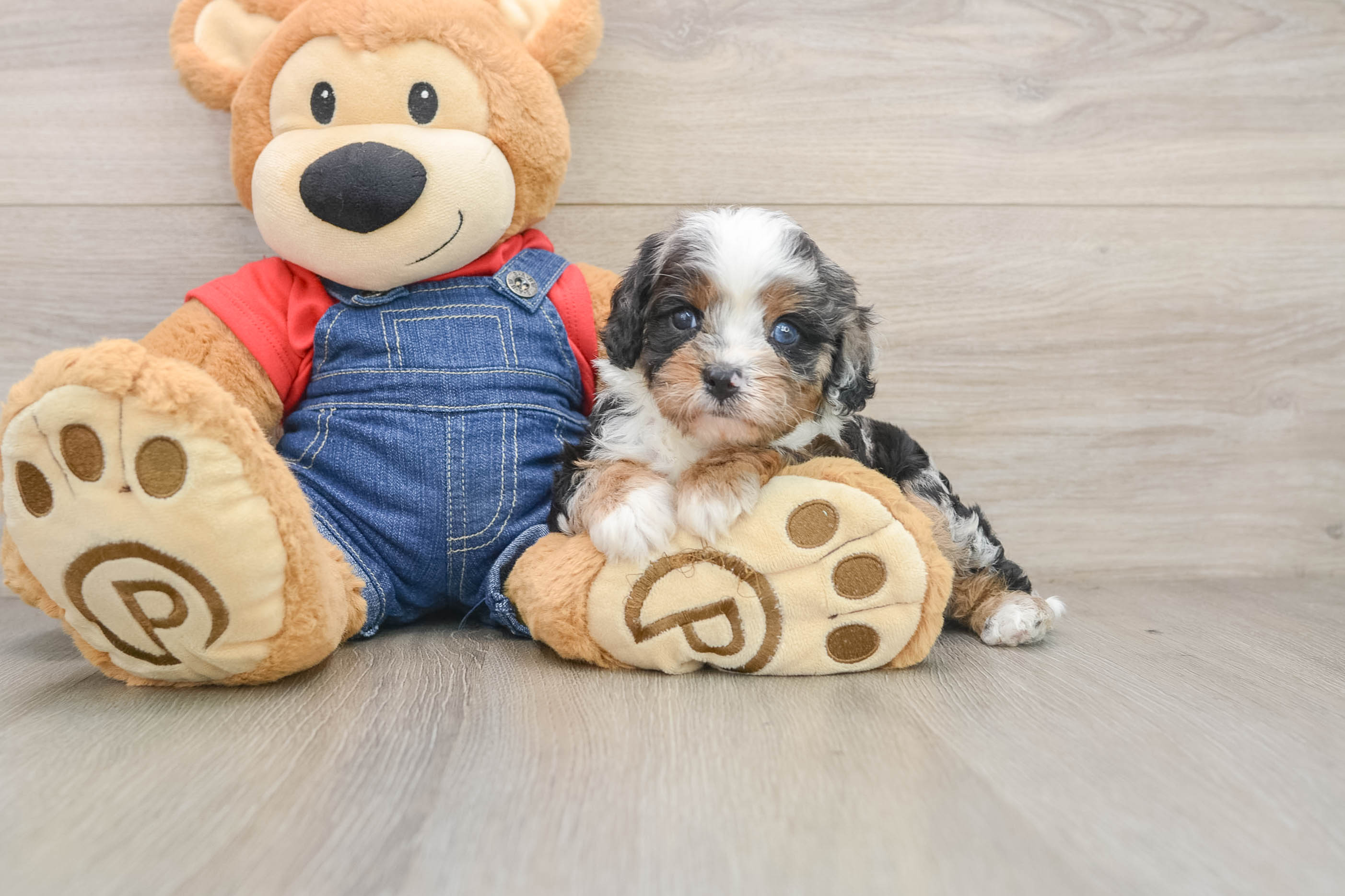Best Cavapoo Baby