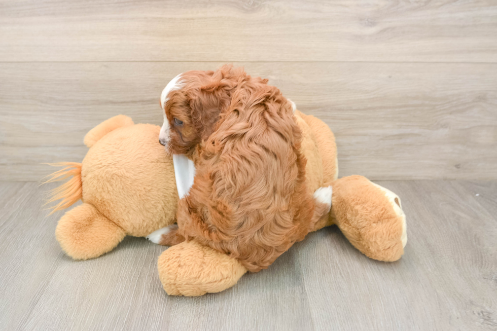 Smart Cavapoo Poodle Mix Pup