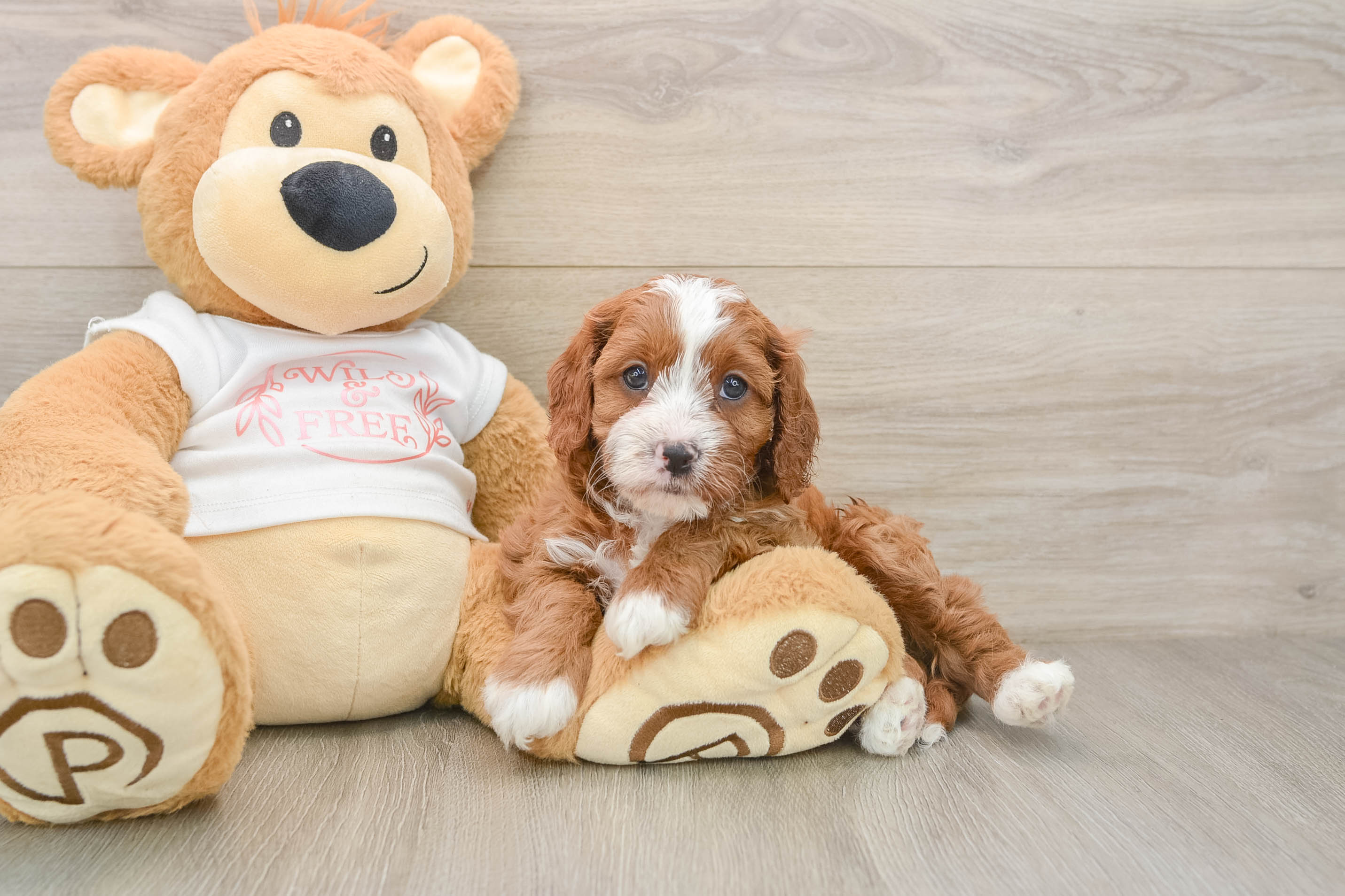 Cavapoo Puppy for Adoption
