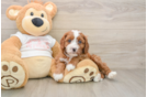 Cavapoo Puppy for Adoption