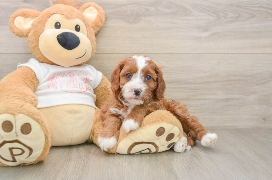 Cavapoo Puppy for Adoption