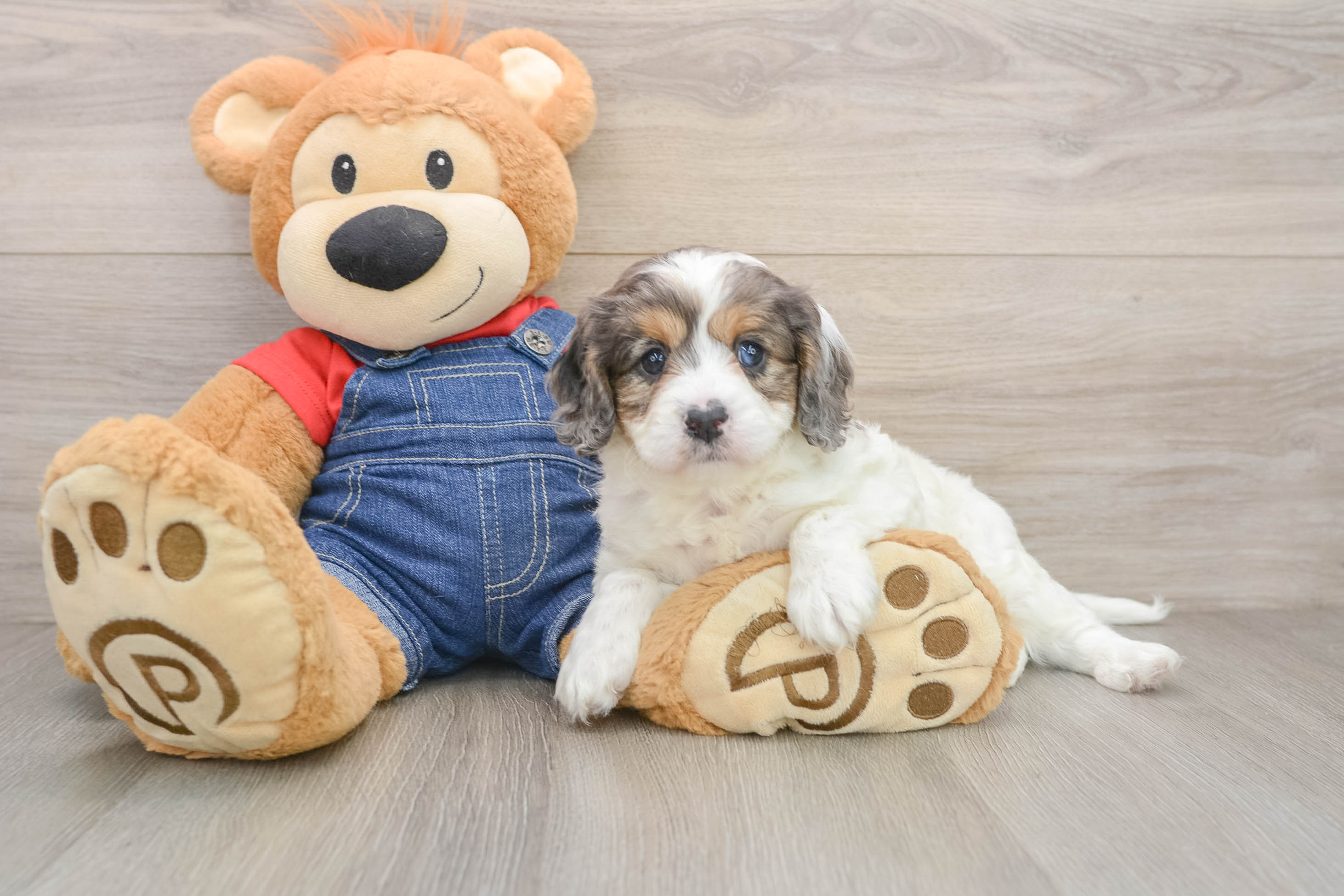 Energetic Cavoodle Poodle Mix Puppy