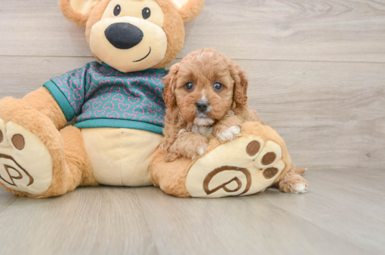 Popular Cavapoo Poodle Mix Pup