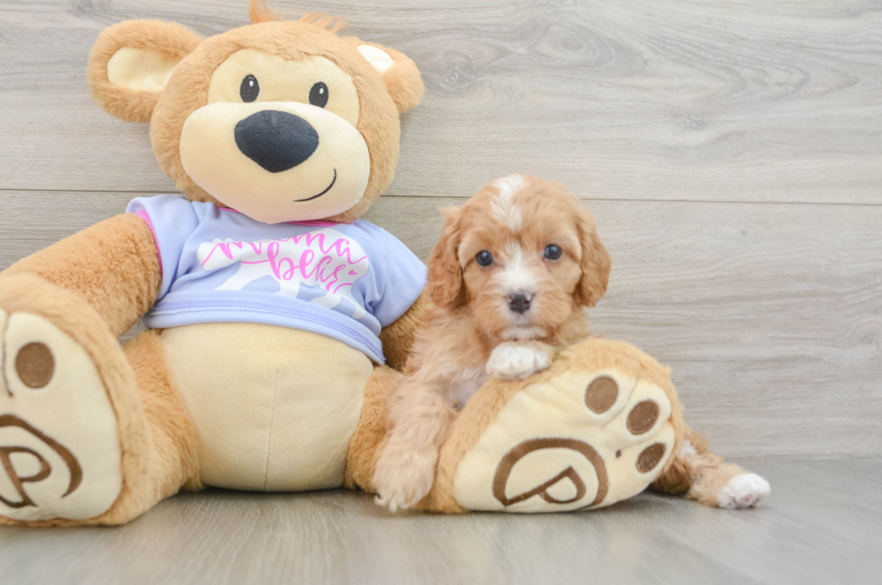 6 week old Cavapoo Puppy For Sale - Lone Star Pups
