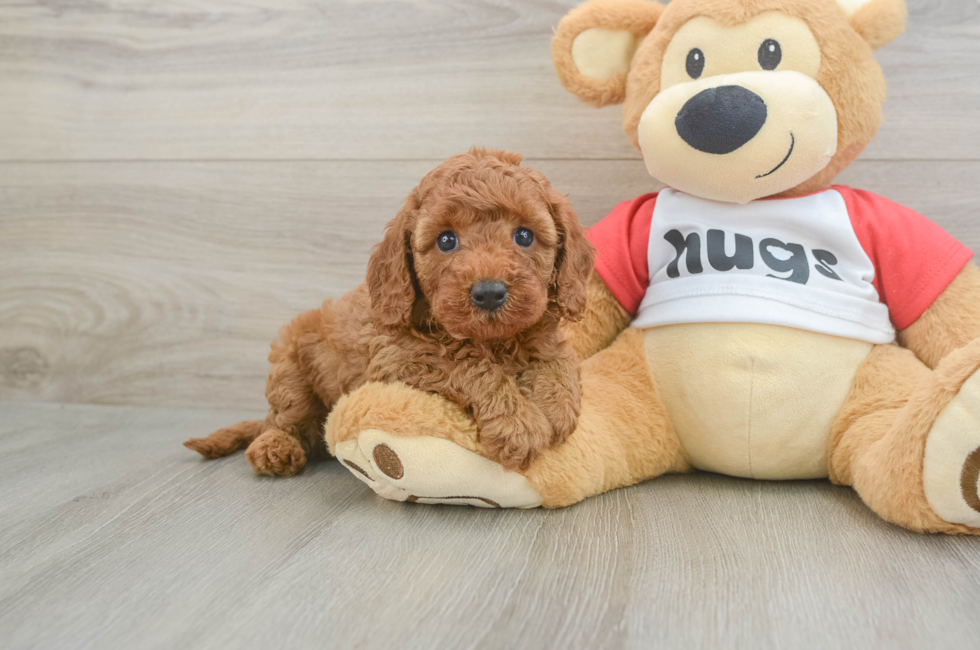 6 week old Cavapoo Puppy For Sale - Lone Star Pups