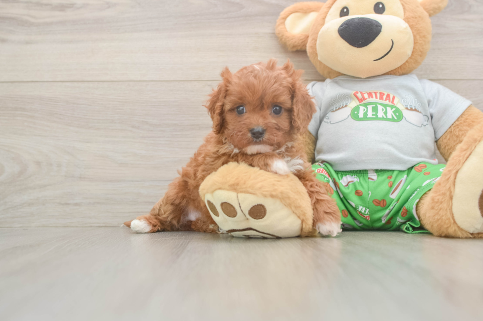 5 week old Cavapoo Puppy For Sale - Lone Star Pups