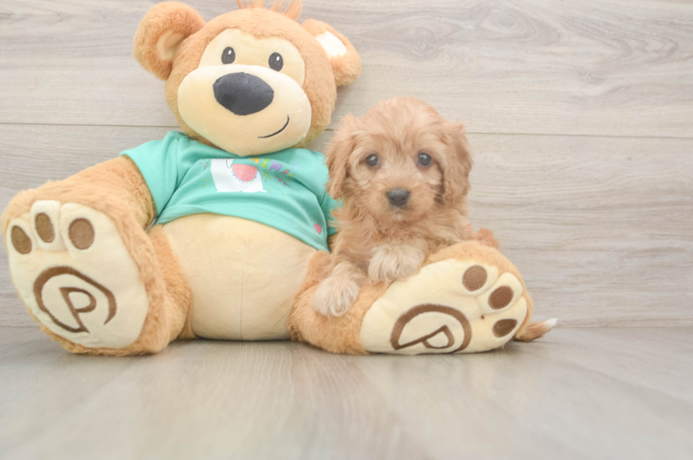 6 week old Cavapoo Puppy For Sale - Lone Star Pups