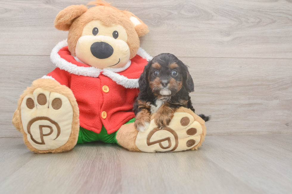 5 week old Cavapoo Puppy For Sale - Lone Star Pups