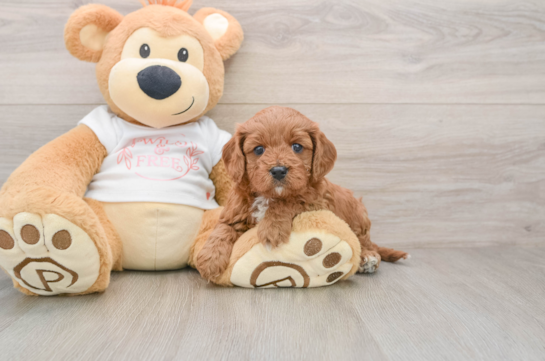 Energetic Cavoodle Poodle Mix Puppy