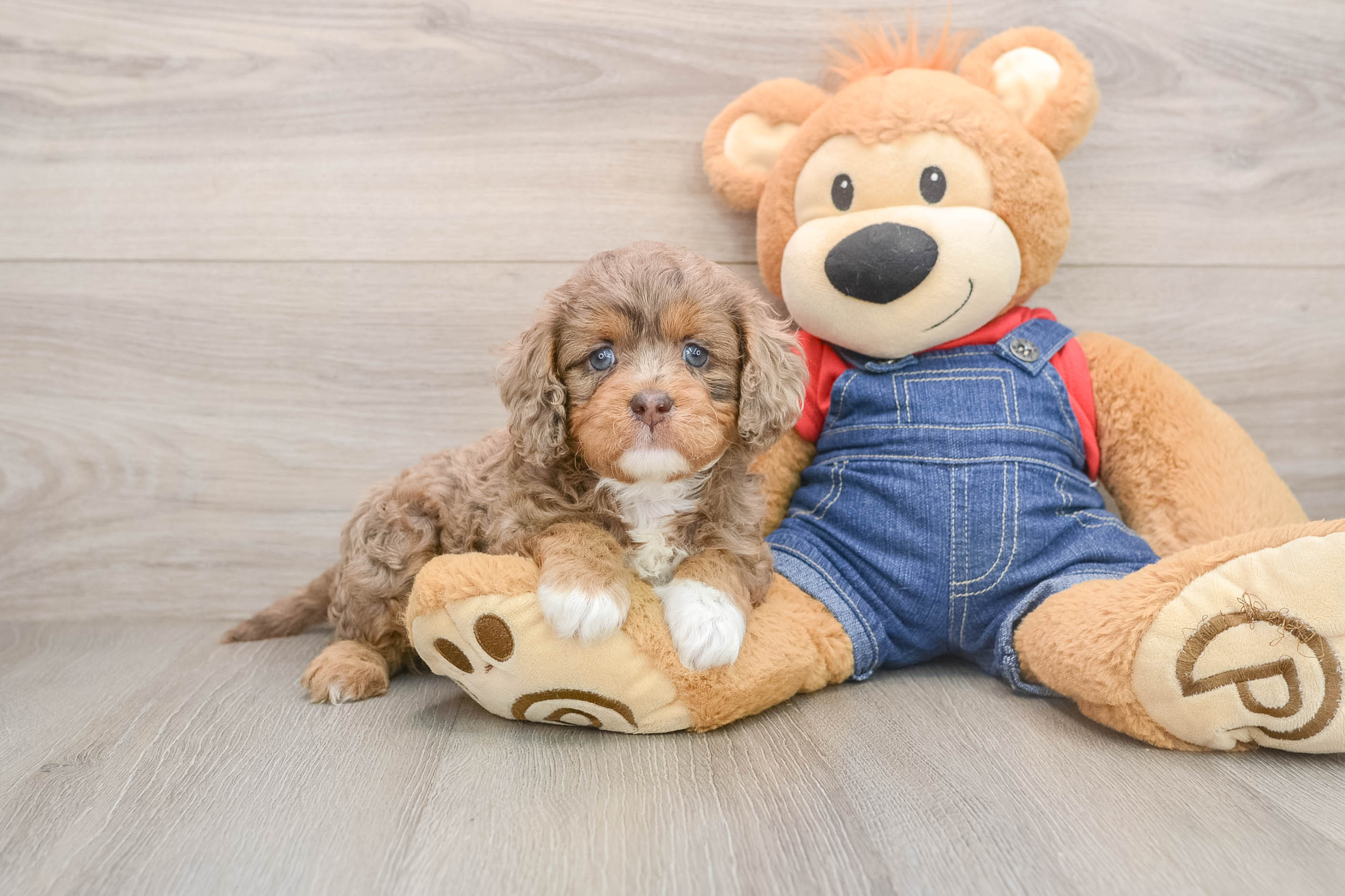 Cavapoo Puppy for Adoption