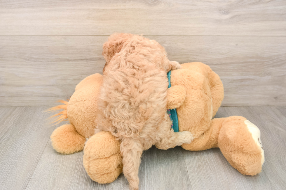 Best Cavapoo Baby