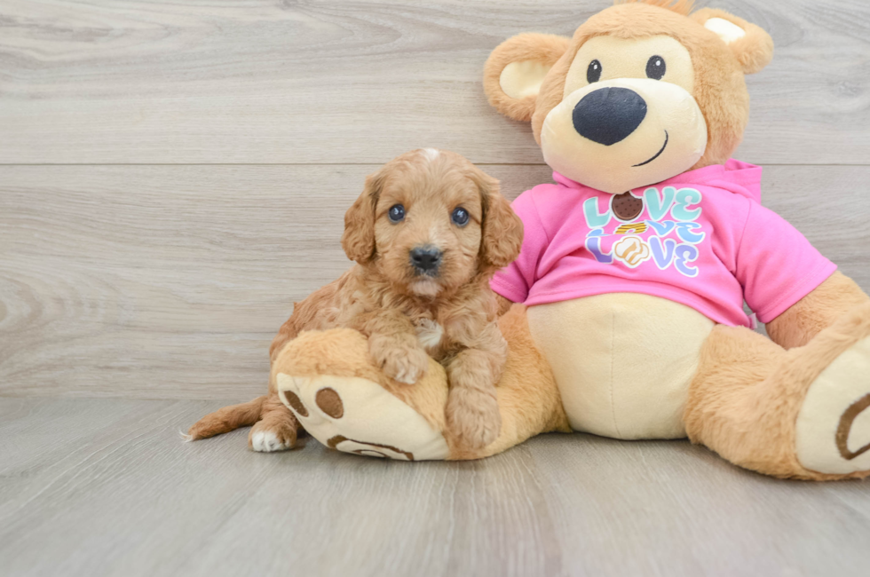 7 week old Cavapoo Puppy For Sale - Lone Star Pups