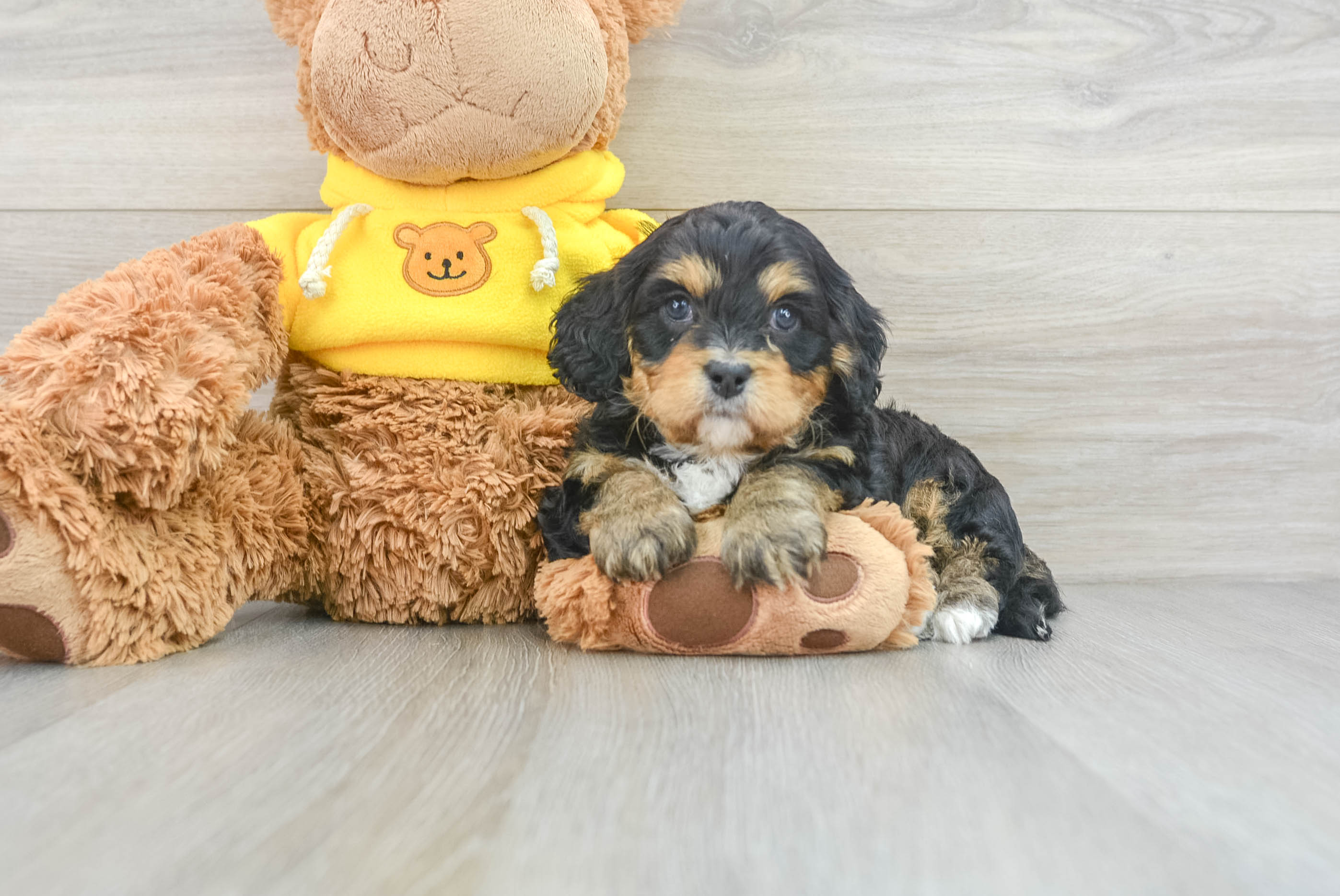 Cavapoo Puppy for Adoption