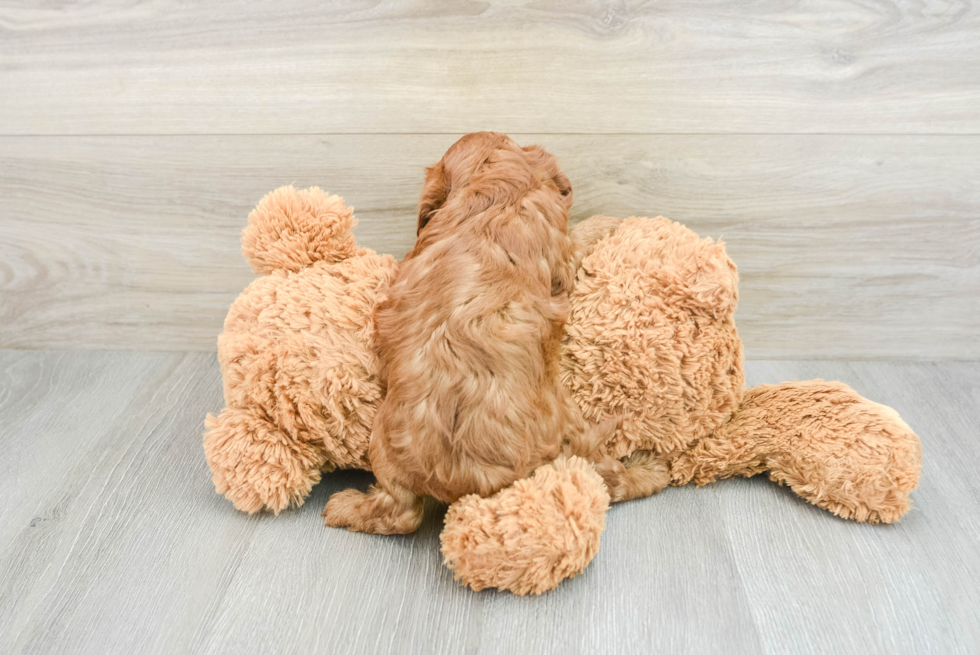 Cavapoo Pup Being Cute