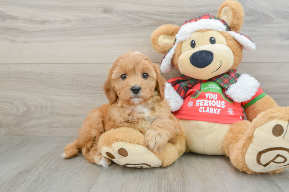 5 week old Cavapoo Puppy For Sale - Lone Star Pups