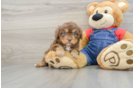 Popular Cavapoo Poodle Mix Pup