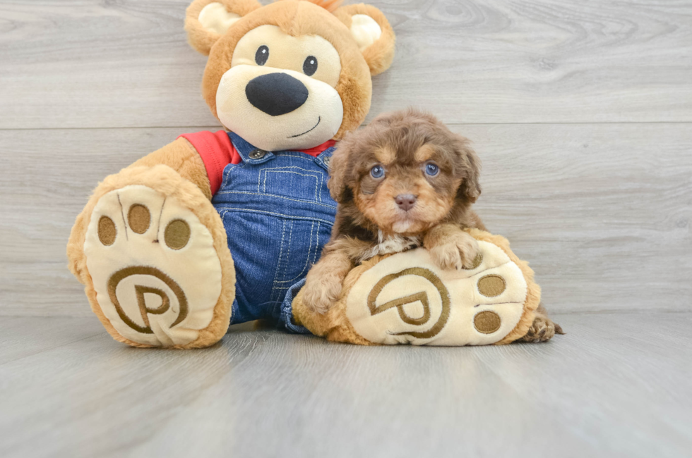 6 week old Cavapoo Puppy For Sale - Lone Star Pups