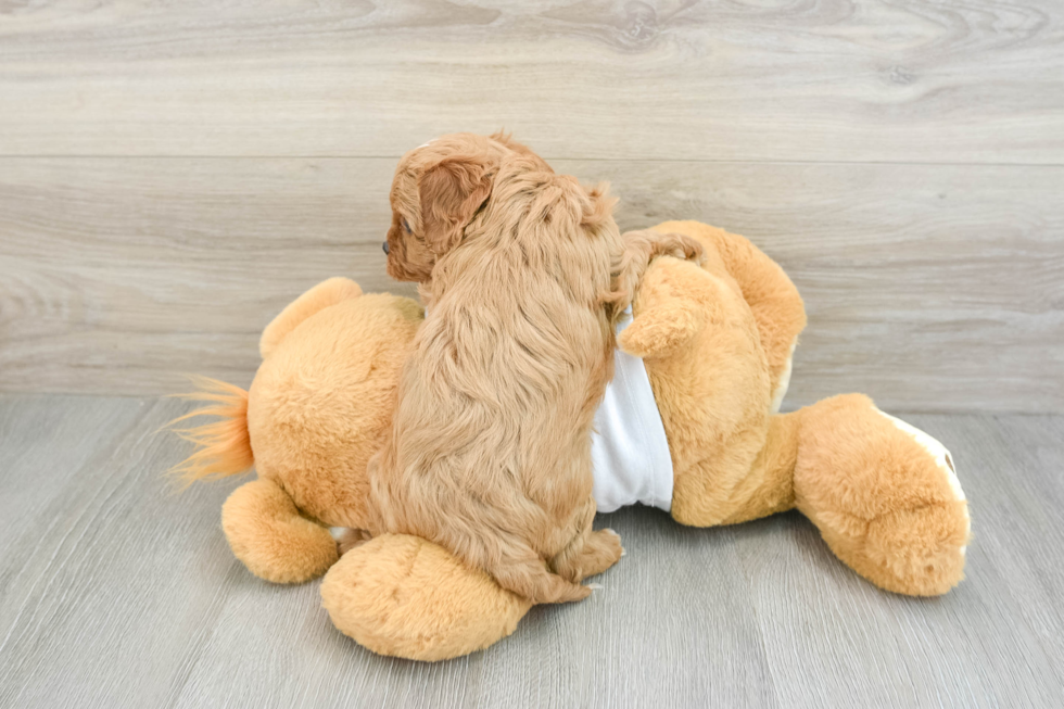 Sweet Cavapoo Baby