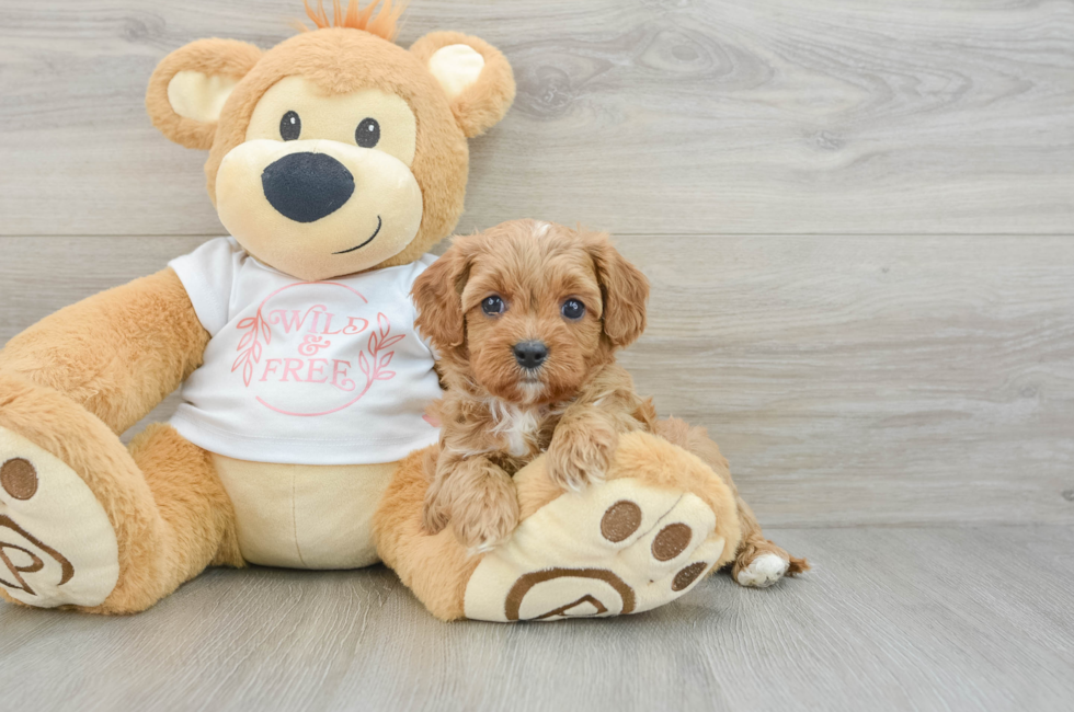 6 week old Cavapoo Puppy For Sale - Lone Star Pups