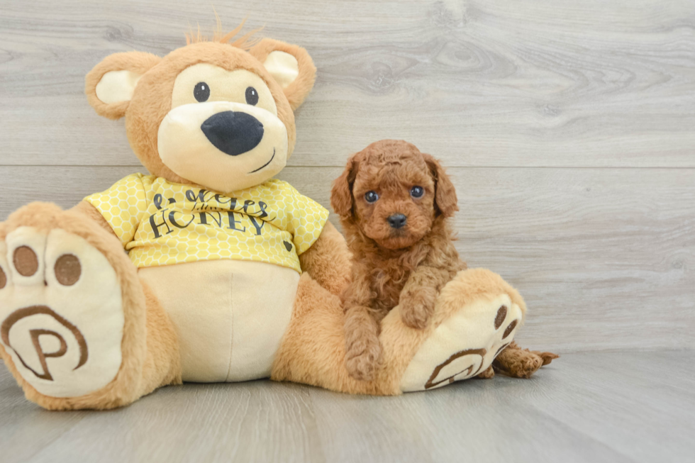 Best Cavapoo Baby