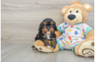 Cavapoo Pup Being Cute
