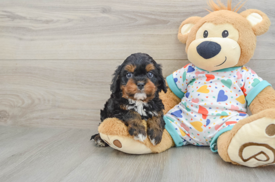 Cavapoo Pup Being Cute
