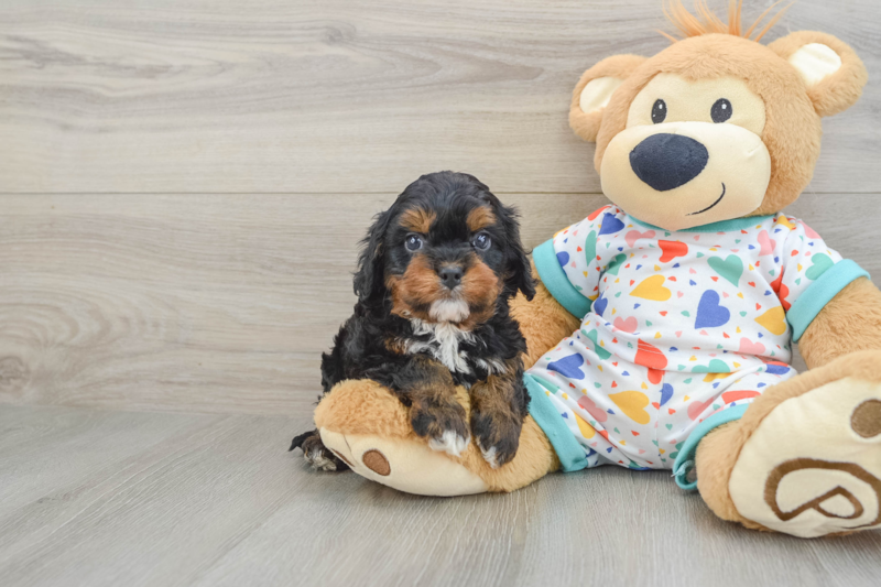 Meet Vince - our Cavapoo Puppy Photo 1/3 - Lone Star Pups
