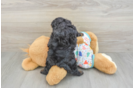 Cavapoo Puppy for Adoption