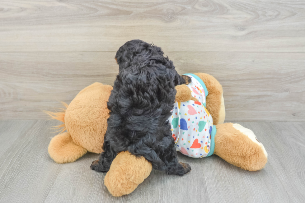 Cavapoo Puppy for Adoption