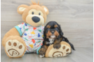 Energetic Cavoodle Poodle Mix Puppy