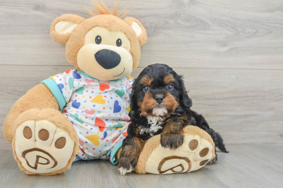 Energetic Cavoodle Poodle Mix Puppy