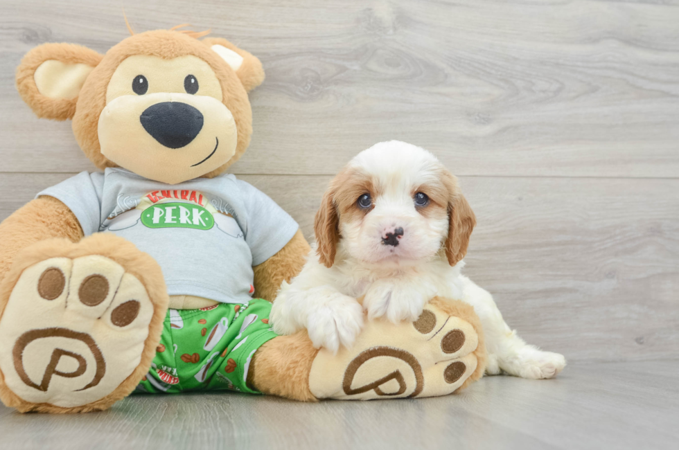 6 week old Cavapoo Puppy For Sale - Lone Star Pups