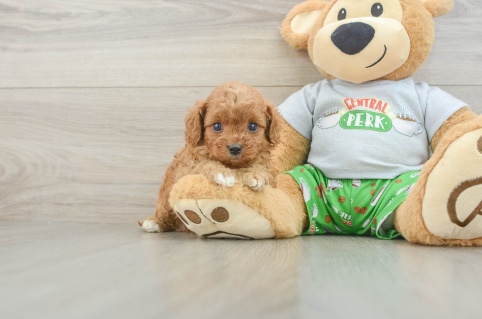 5 week old Cavapoo Puppy For Sale - Lone Star Pups