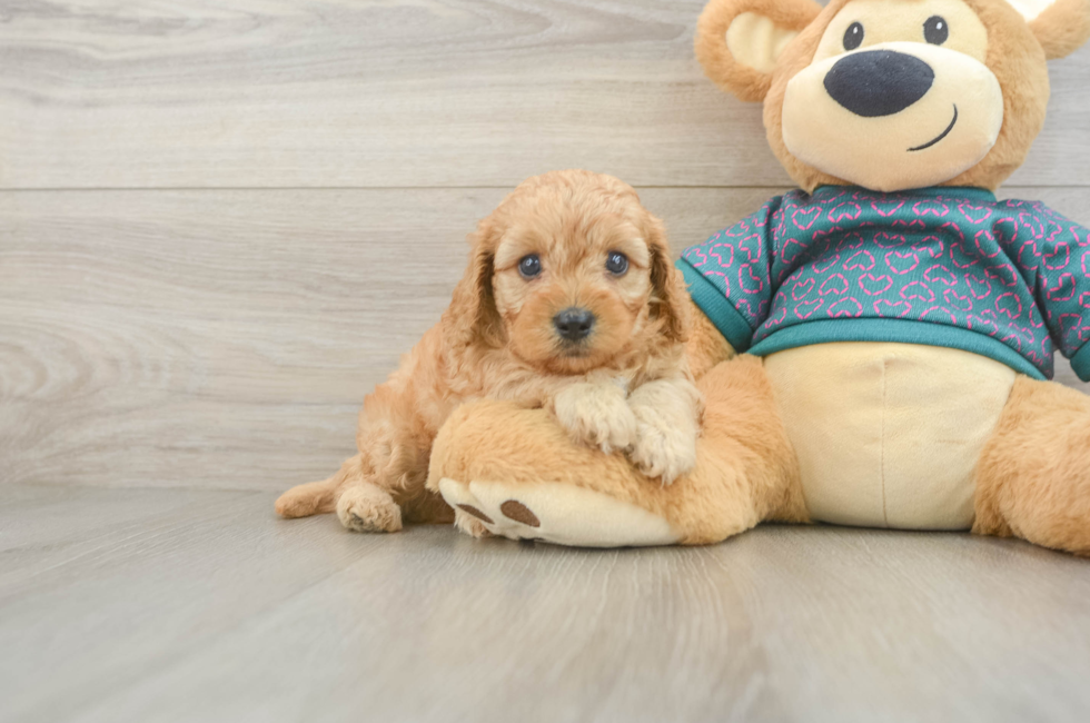 5 week old Cavapoo Puppy For Sale - Lone Star Pups