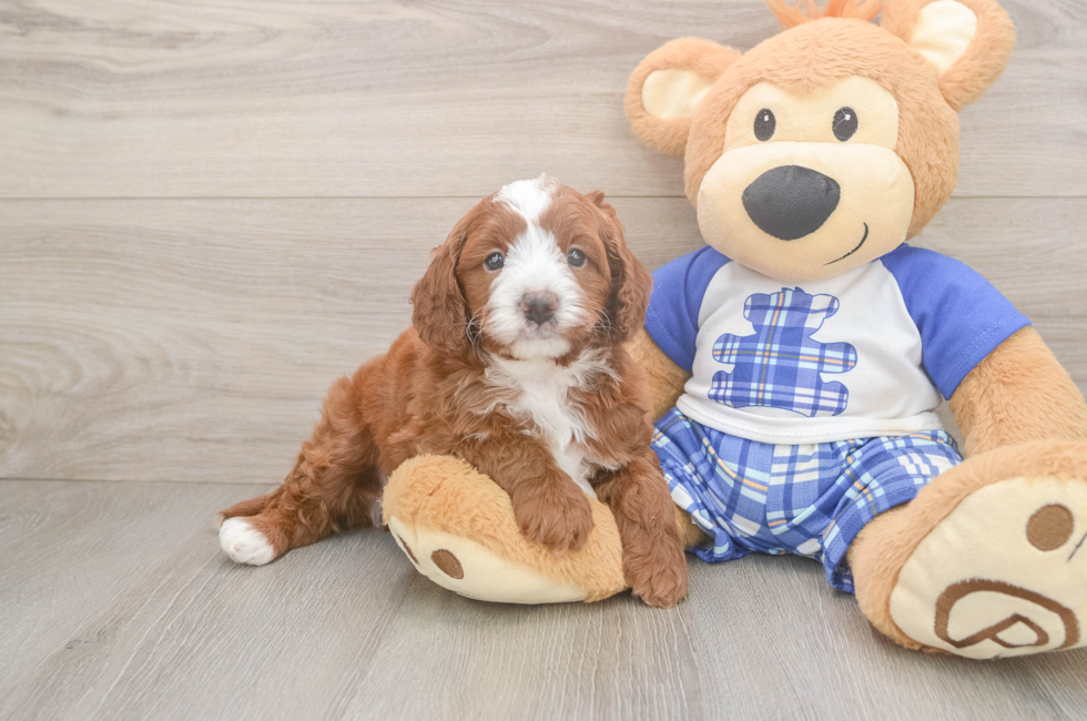 5 week old Cavapoo Puppy For Sale - Lone Star Pups