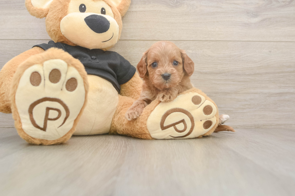 5 week old Cavapoo Puppy For Sale - Lone Star Pups