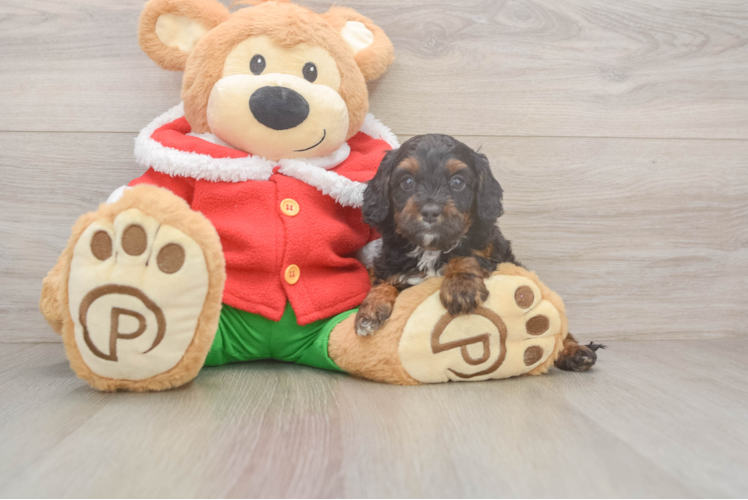 Cavapoo Puppy for Adoption