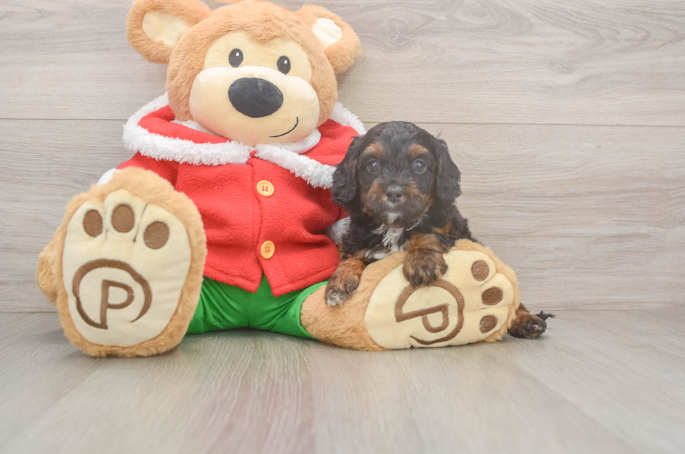 5 week old Cavapoo Puppy For Sale - Lone Star Pups