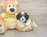 8 week old Cavapoo Puppy For Sale - Lone Star Pups