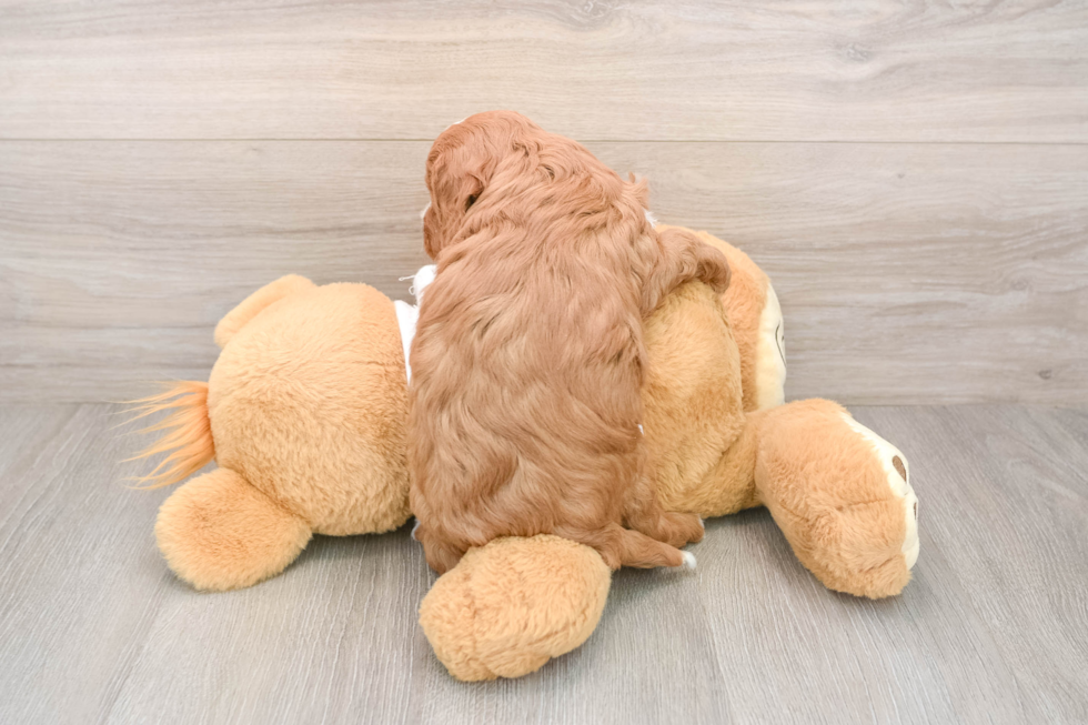 Happy Cavapoo Baby