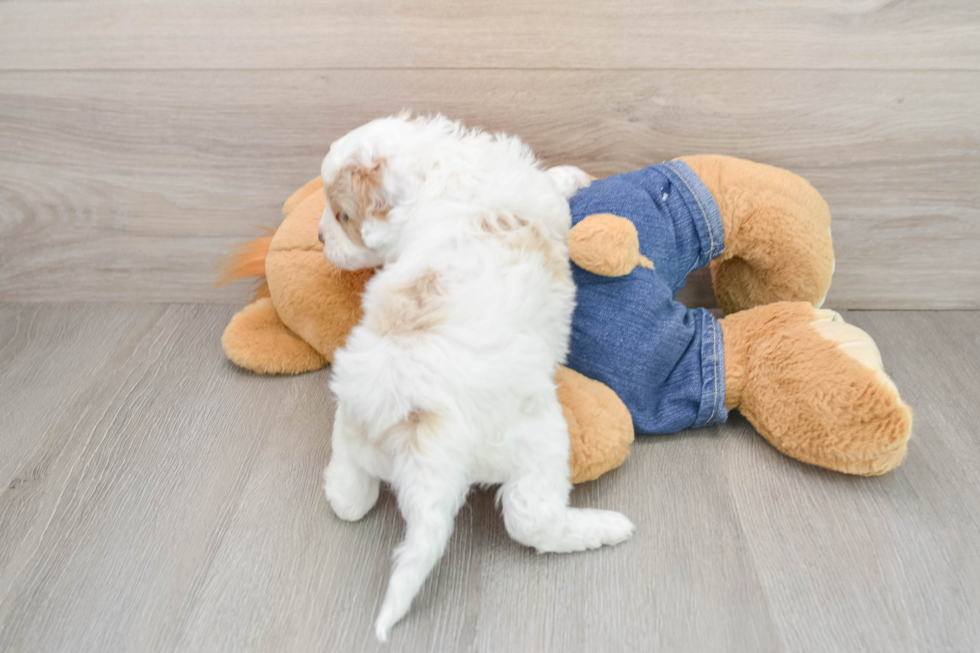 Hypoallergenic Cavadoodle Poodle Mix Puppy