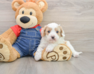 8 week old Cavapoo Puppy For Sale - Lone Star Pups
