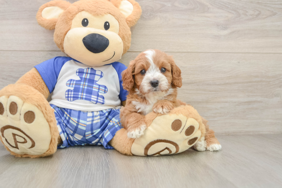 Cavapoo Puppy for Adoption