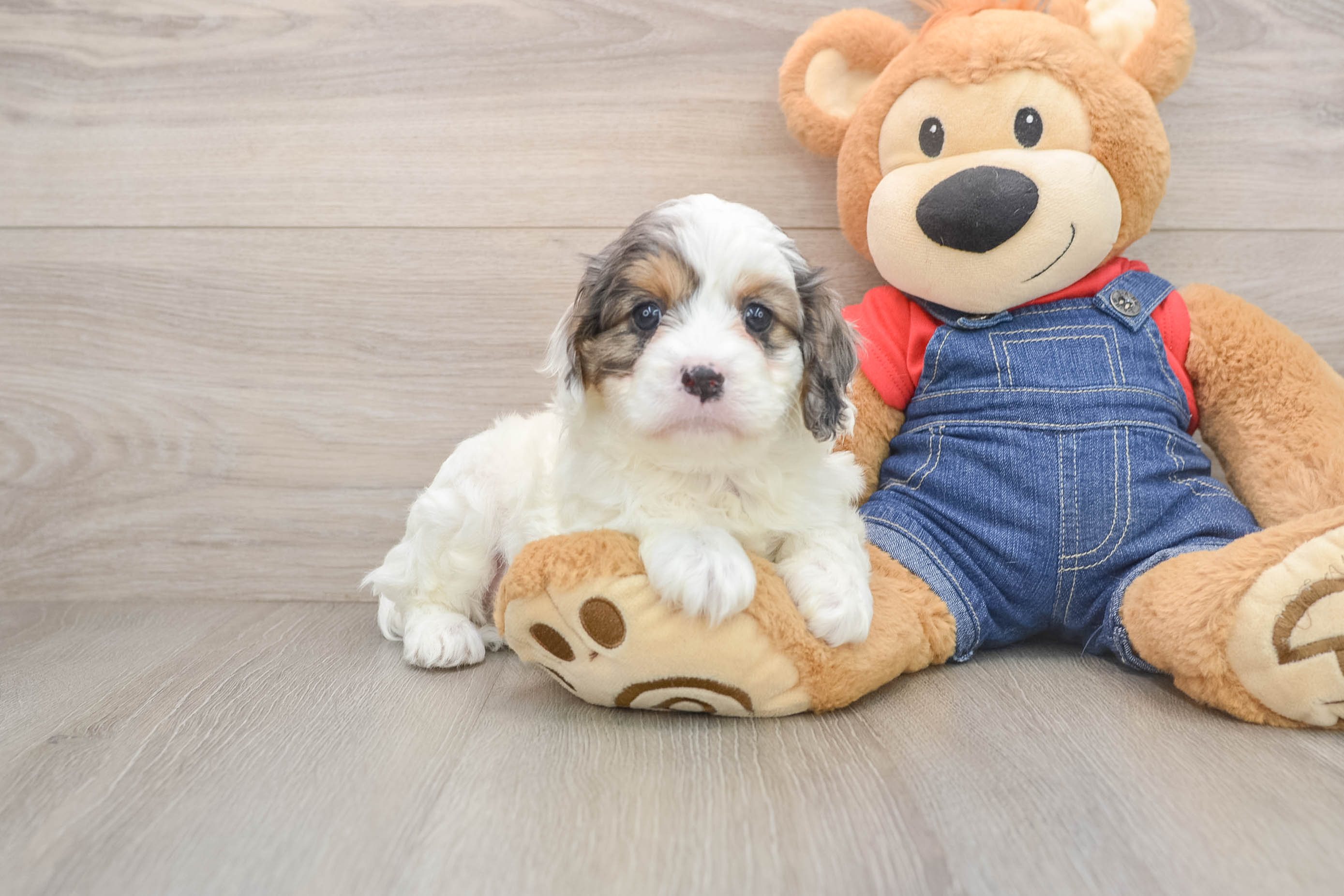 Best Cavapoo Baby