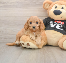 7 week old Cavapoo Puppy For Sale - Lone Star Pups