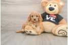 Cavapoo Pup Being Cute