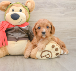 7 week old Cavapoo Puppy For Sale - Lone Star Pups