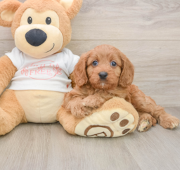 9 week old Cavapoo Puppy For Sale - Lone Star Pups