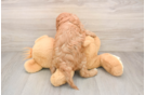 Best Cavapoo Baby