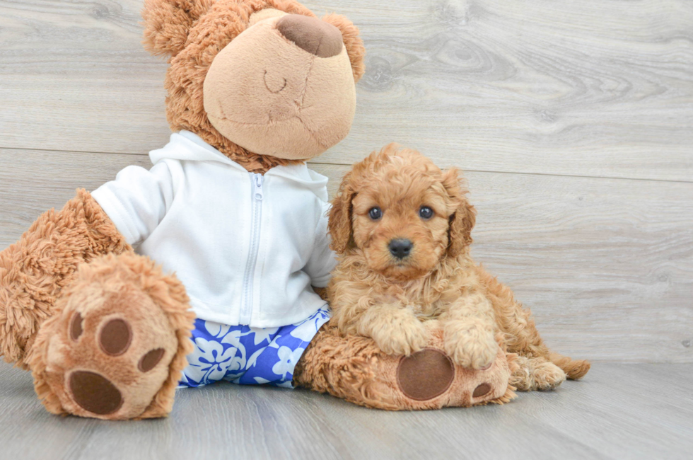 6 week old Cavapoo Puppy For Sale - Lone Star Pups